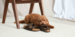 Evans party shoes on sale